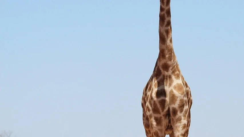 Safari photo en Tanzanie : le guide complet pour les photographes