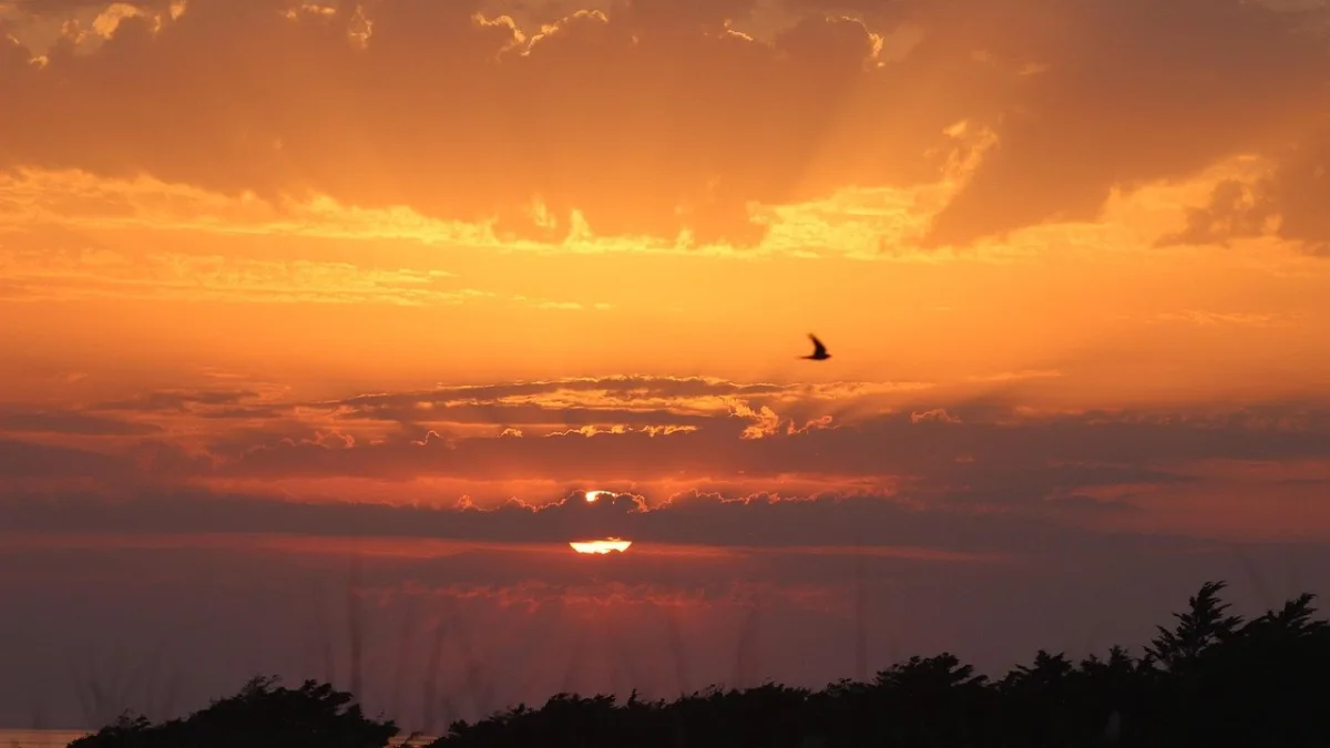Safari lune de miel en Tanzanie : guide complet pour un voyage de noces inoubliable