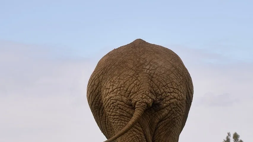 Safari au Kenya en novembre : la beauté secrète de la petite saison des pluies
