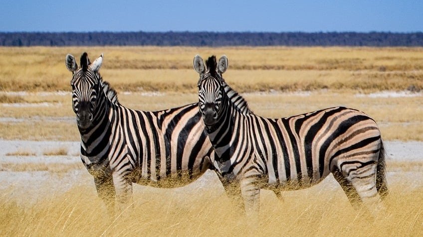 Saisons en Afrique de l'Est en Tanzanie