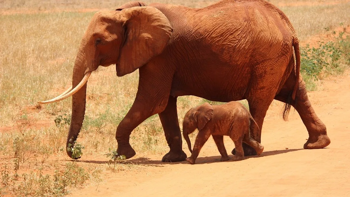 Les animaux du Kenya : guide complet de la faune sauvage