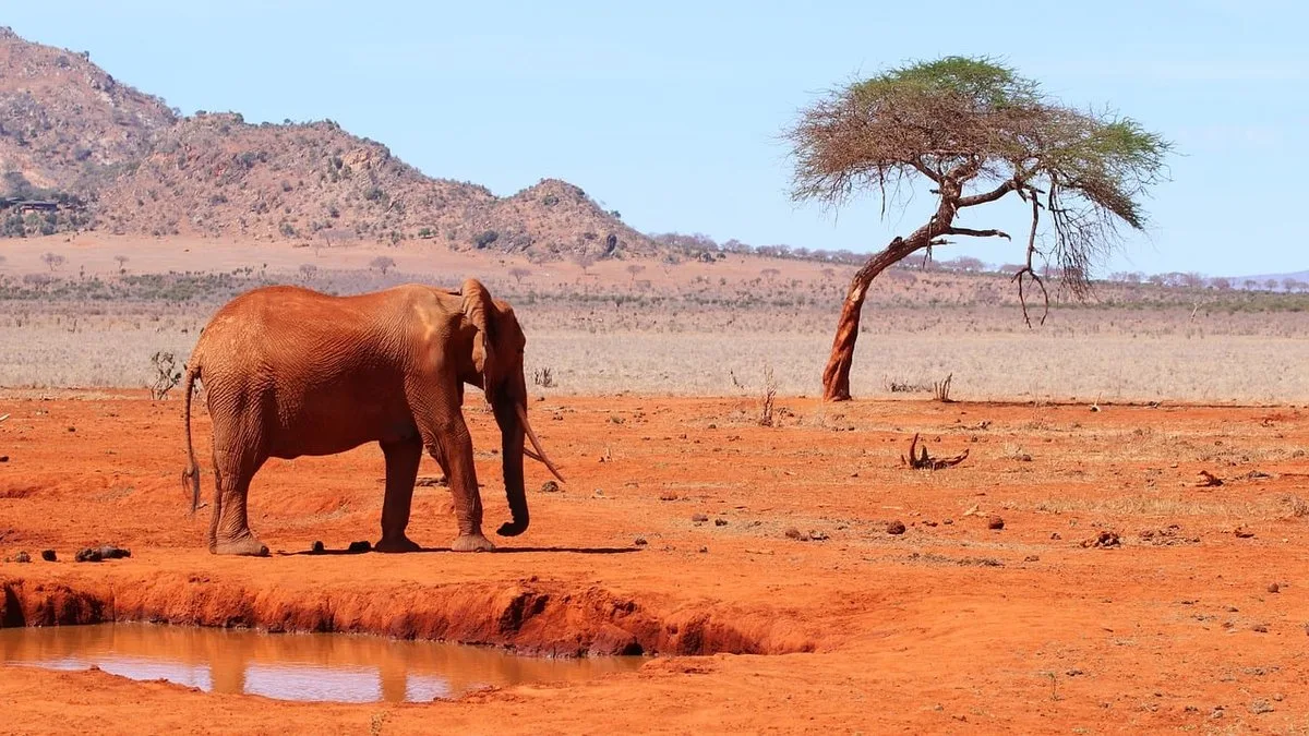 Safari à pied au Kenya : la brousse à hauteur d'homme