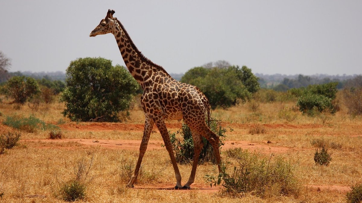 Savane du Kenya
