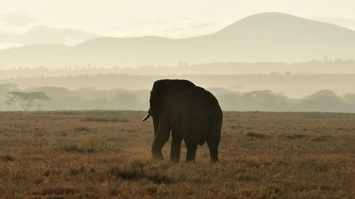 Safari nocturne au Kenya : la faune secrète de la nuit