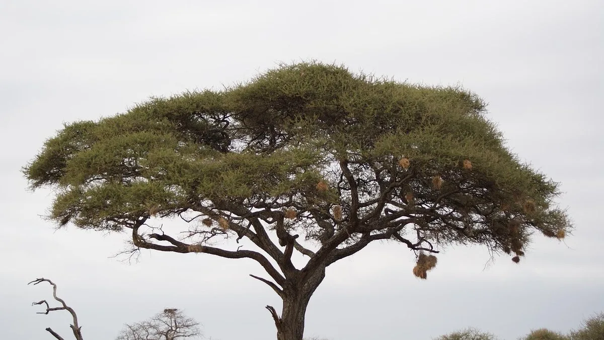 Séjour au Kenya : tout savoir pour organiser votre voyage