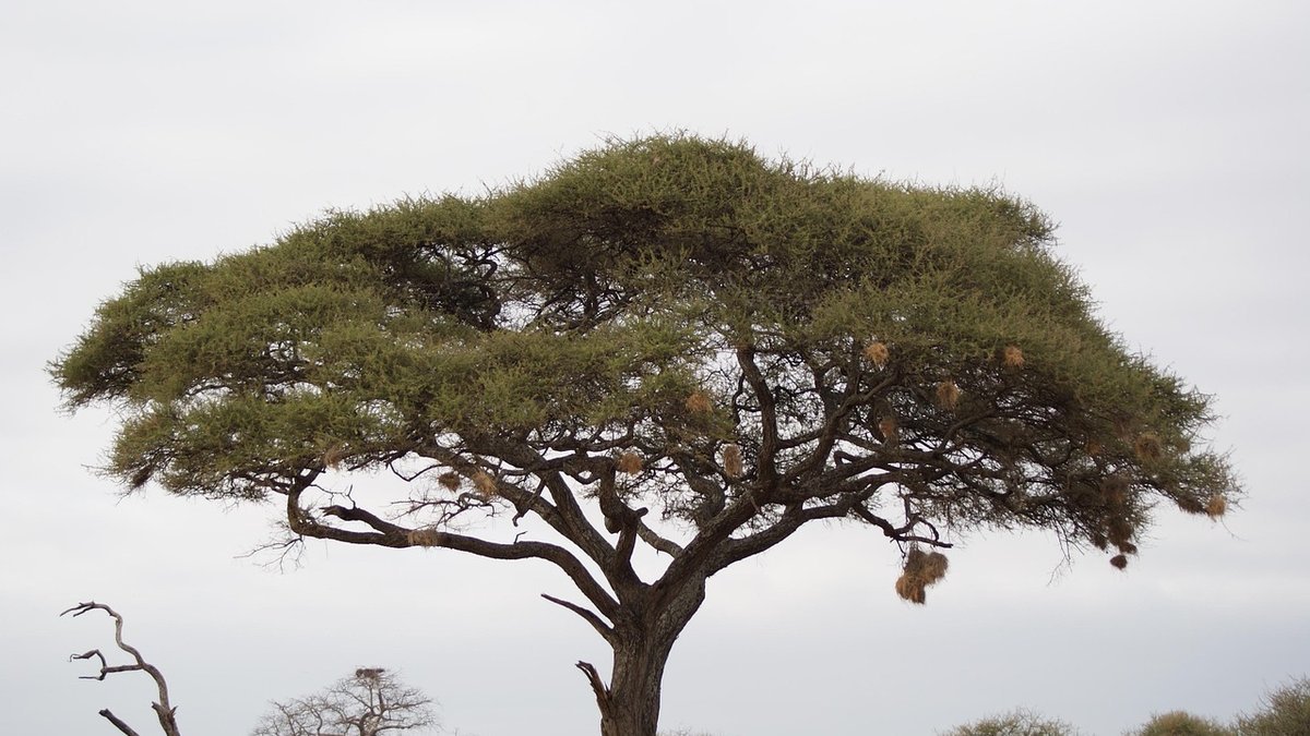 Savane du Kenya