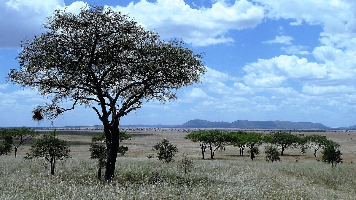 Savane de Tanzanie