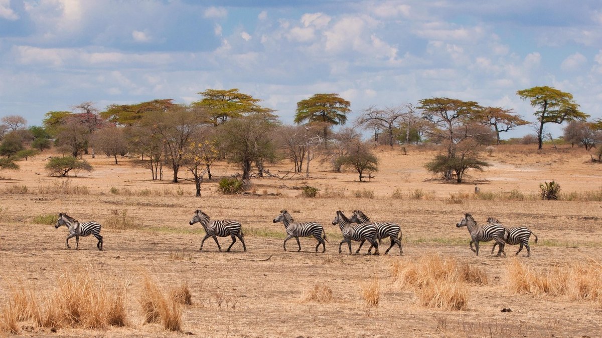Savane de Tanzanie