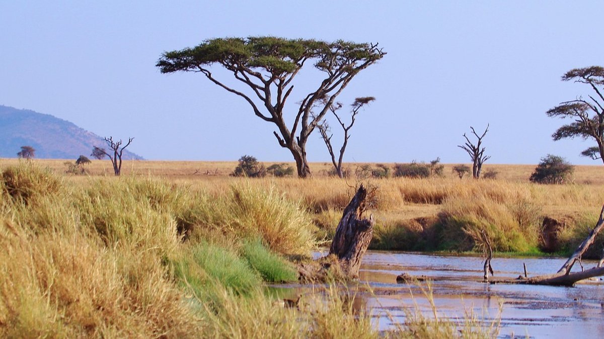 Savane de Tanzanie