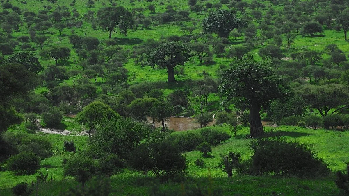 Safari en Tanzanie : avis et retours d'expérience des voyageurs