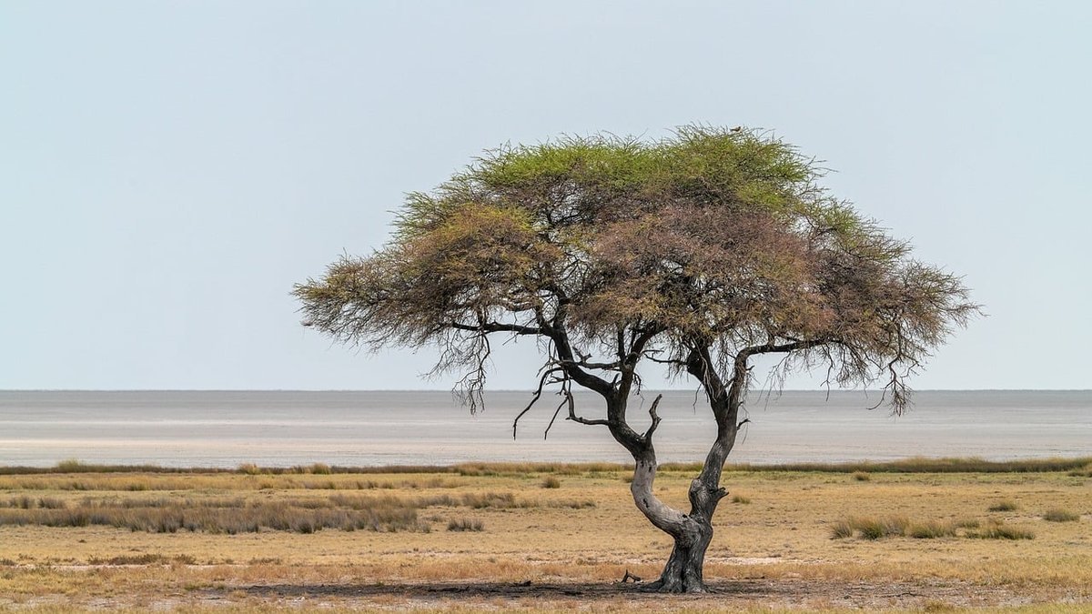Savane de Tanzanie