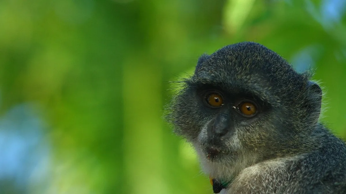 Safari lune de miel Tanzanie + Zanzibar : le combiné romantique en 12 jours