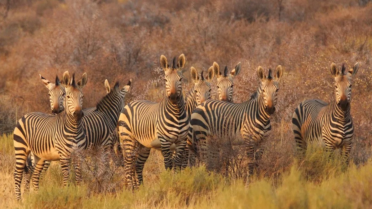 Zèbres du Kenya : deux espèces, deux mondes