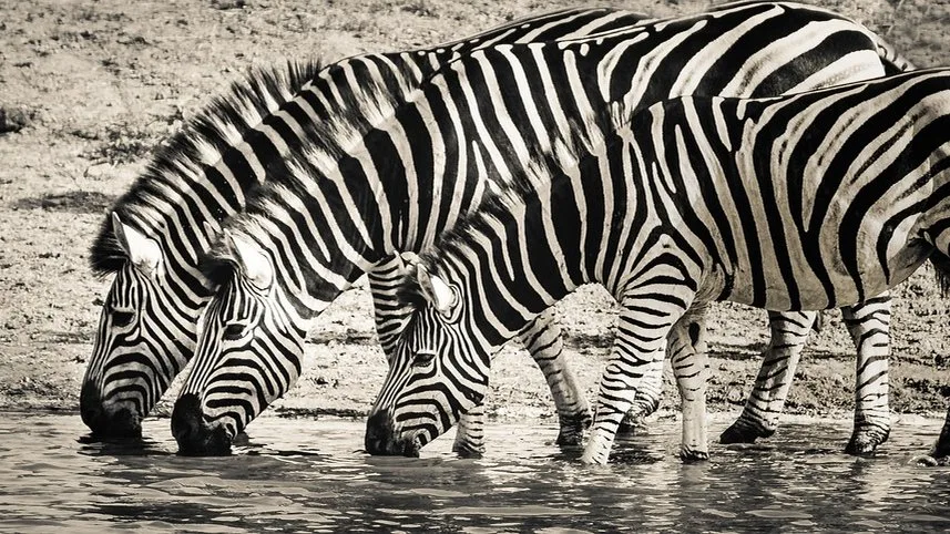 Le zèbre en Tanzanie : rayures, migration et mystères de la savane