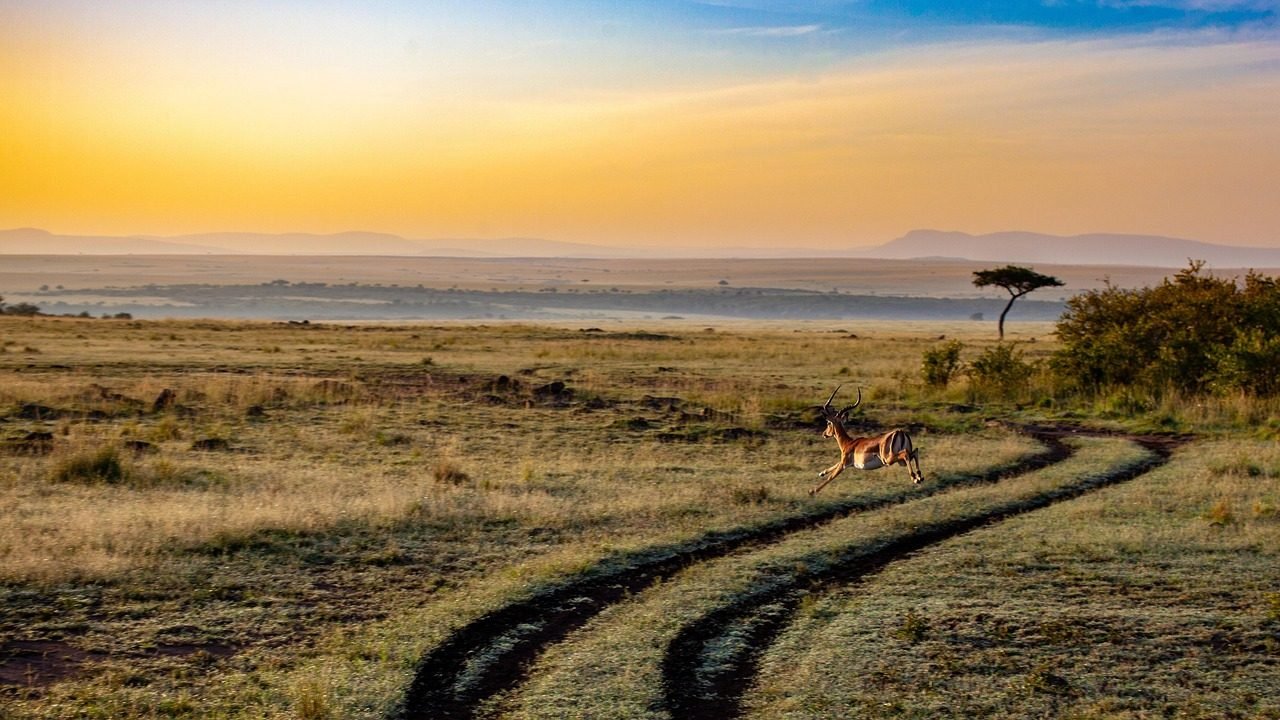 Safari en Afrique - paysage de savane avec animaux sauvages